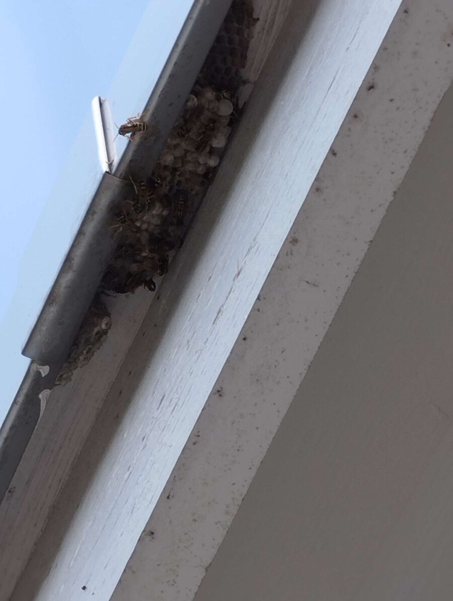 exterminateur d insectes a-Fiez.jpg