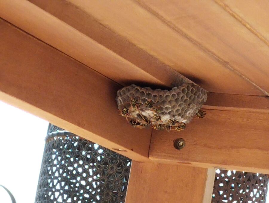 exterminateur d insectes a-Fontaines-sur-Grandson.jpg