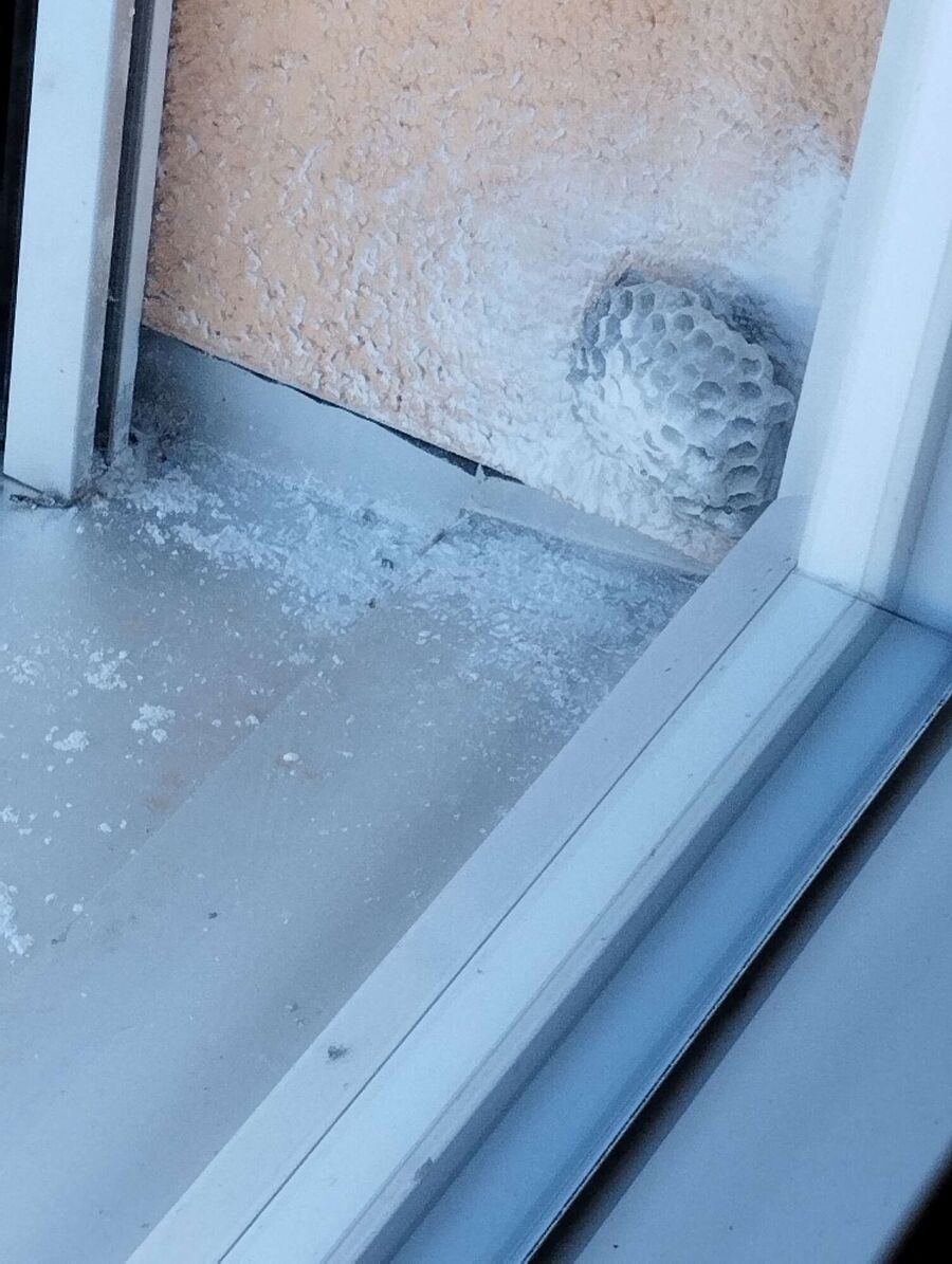 exterminateur d insectes a-Founex.jpg