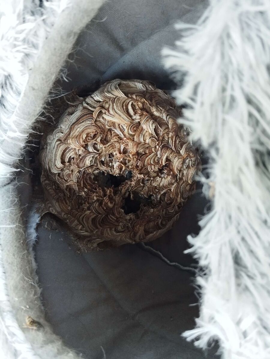 exterminateur d insectes a-Genolier.jpg