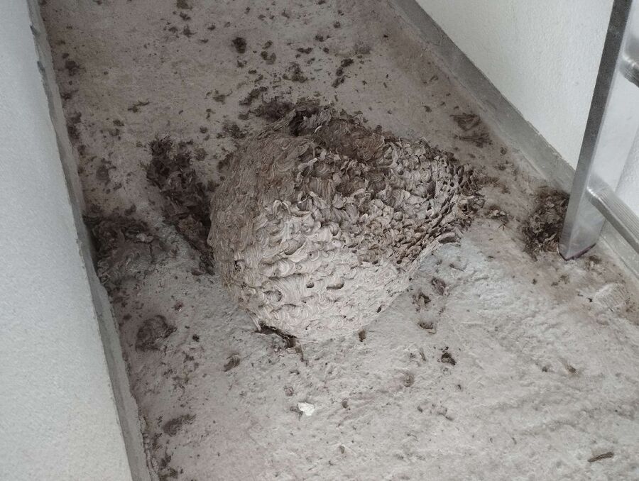 exterminateur d insectes a-Enges.jpg