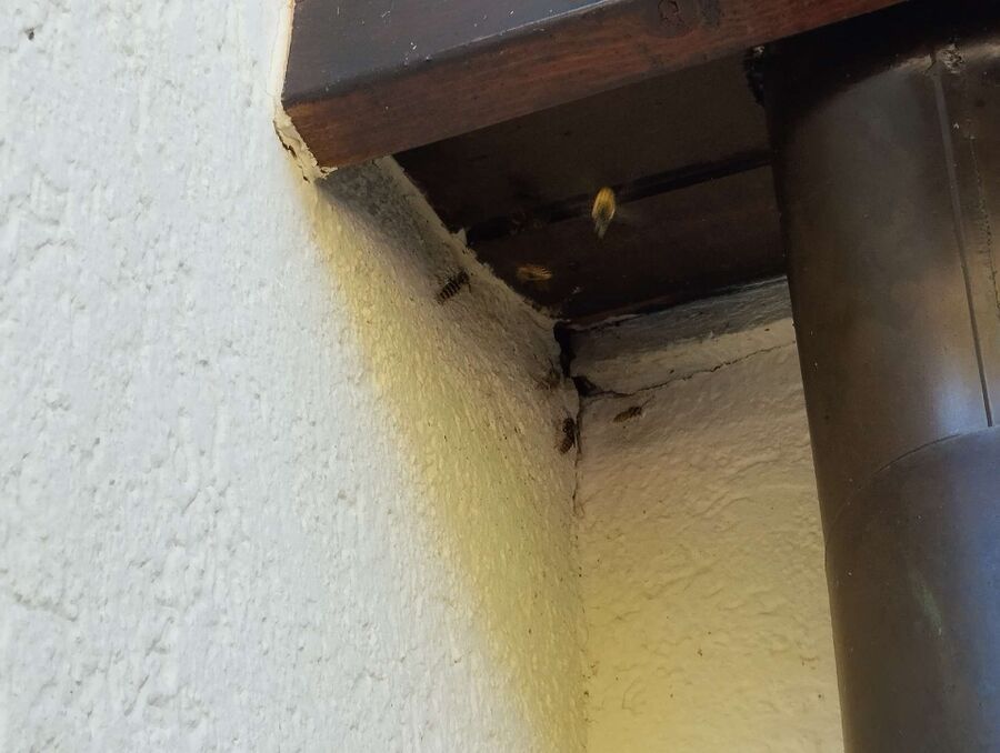 exterminateur d insectes a-Hermance.jpg