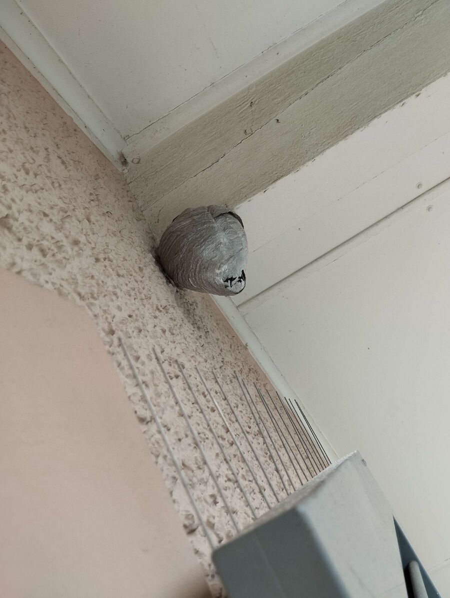 exterminateur d insectes a-Gimel.jpg