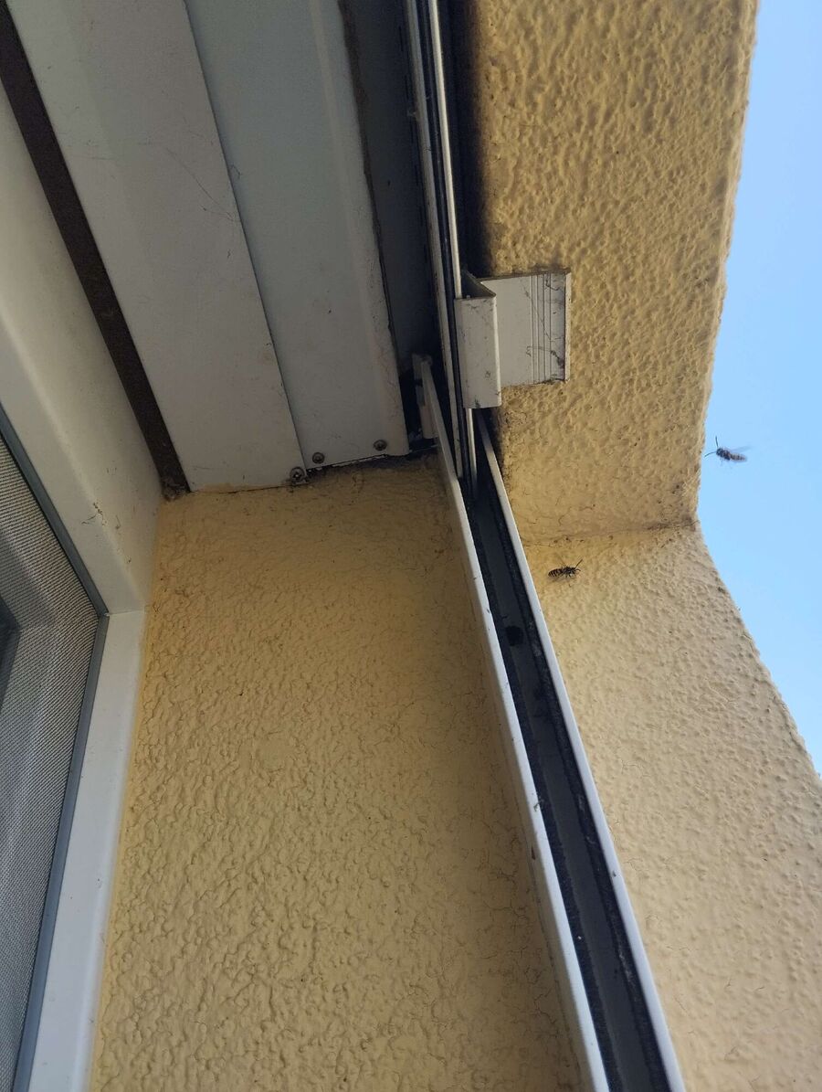 exterminateur d insectes a-Gollion.jpg