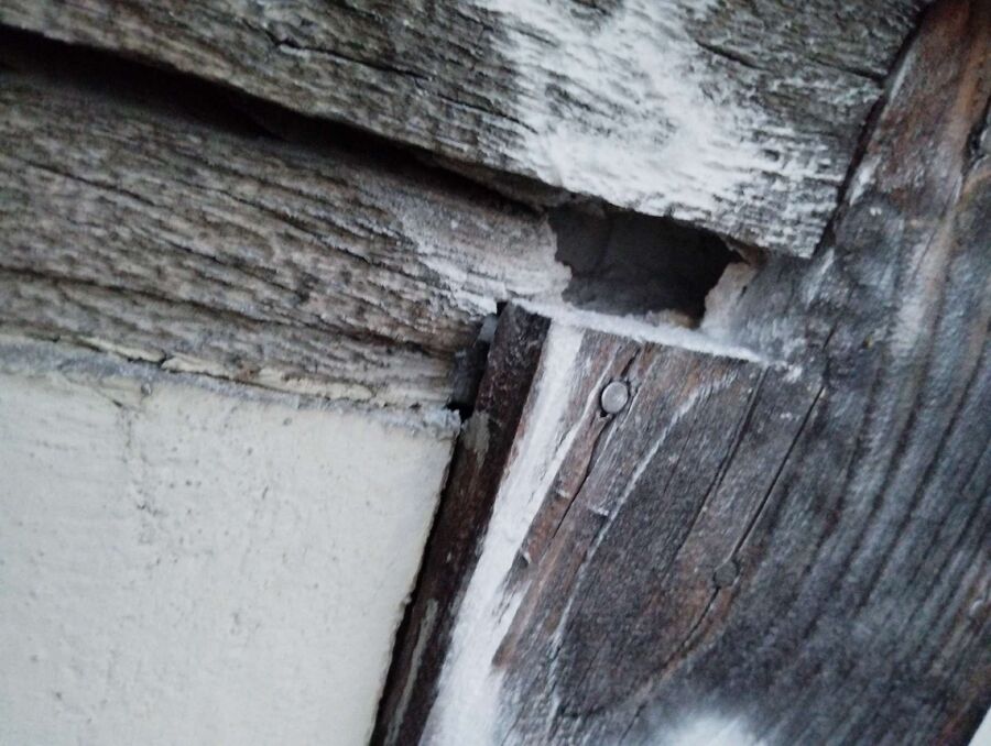 exterminateur d insectes a-Goumoëns.jpg