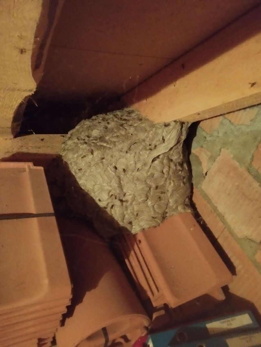 exterminateur d insectes a-Jussy.jpg