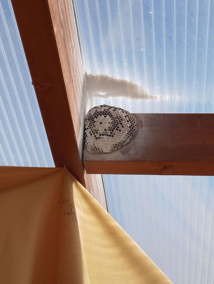 exterminateur d insectes a-Grandcour.jpg