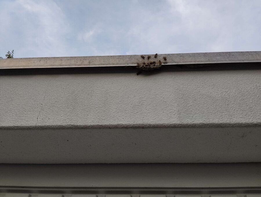 exterminateur d insectes a-Grandevent.jpg