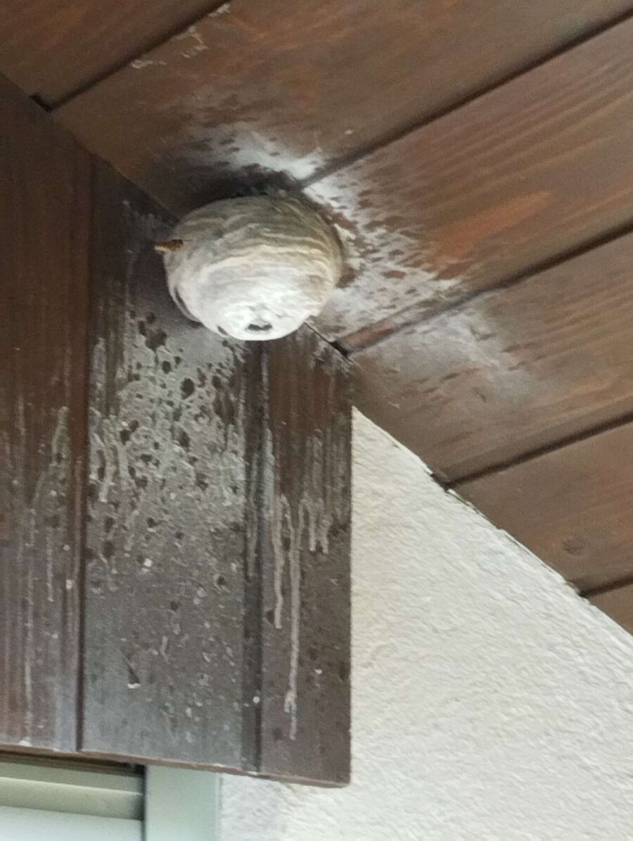 exterminateur d insectes a-Grens.jpg