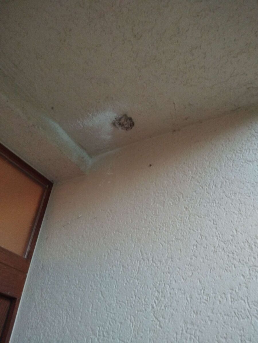 exterminateur d insectes a-Gryon.jpg