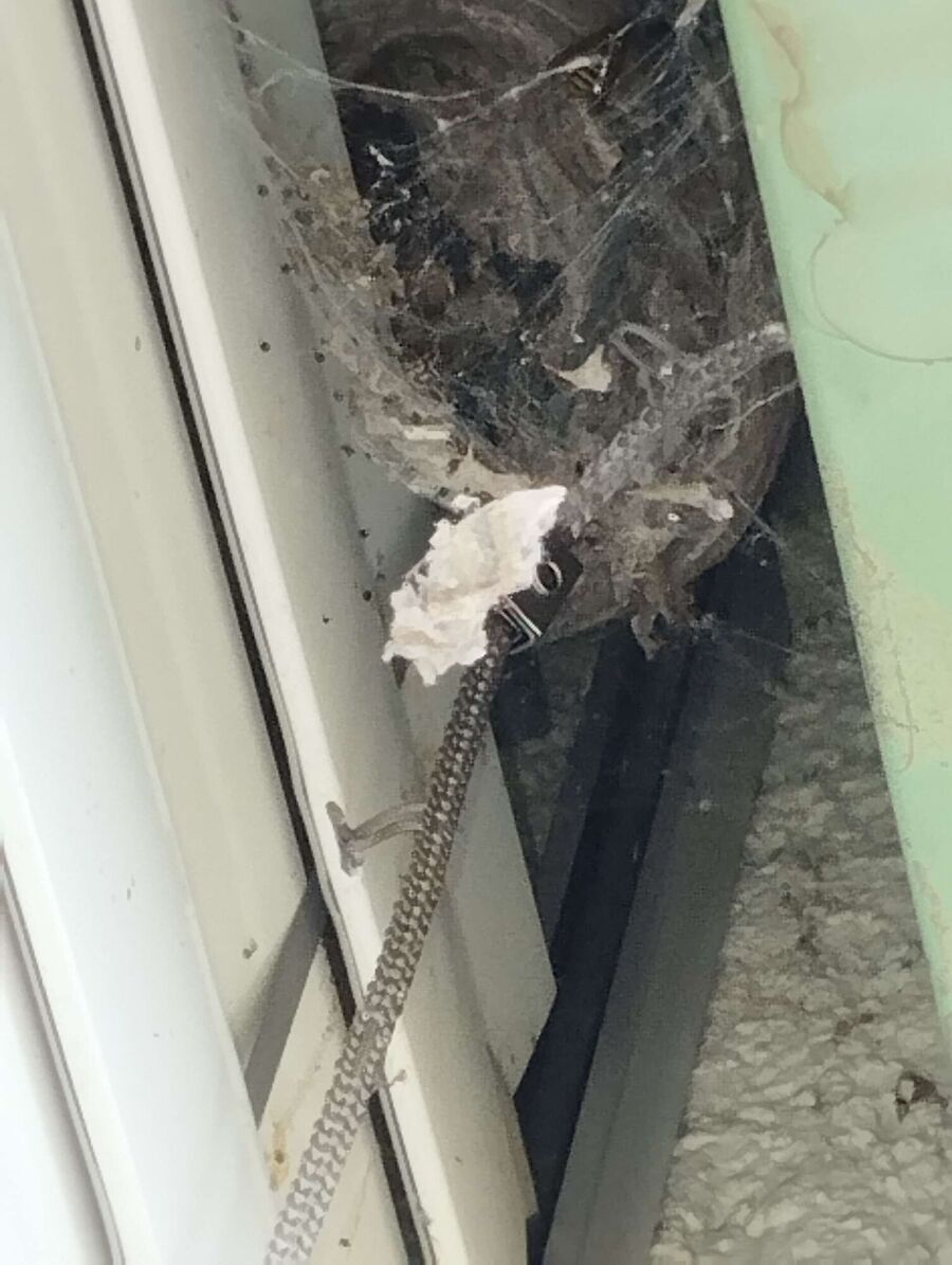 exterminateur d insectes a-Hautemorges.jpg