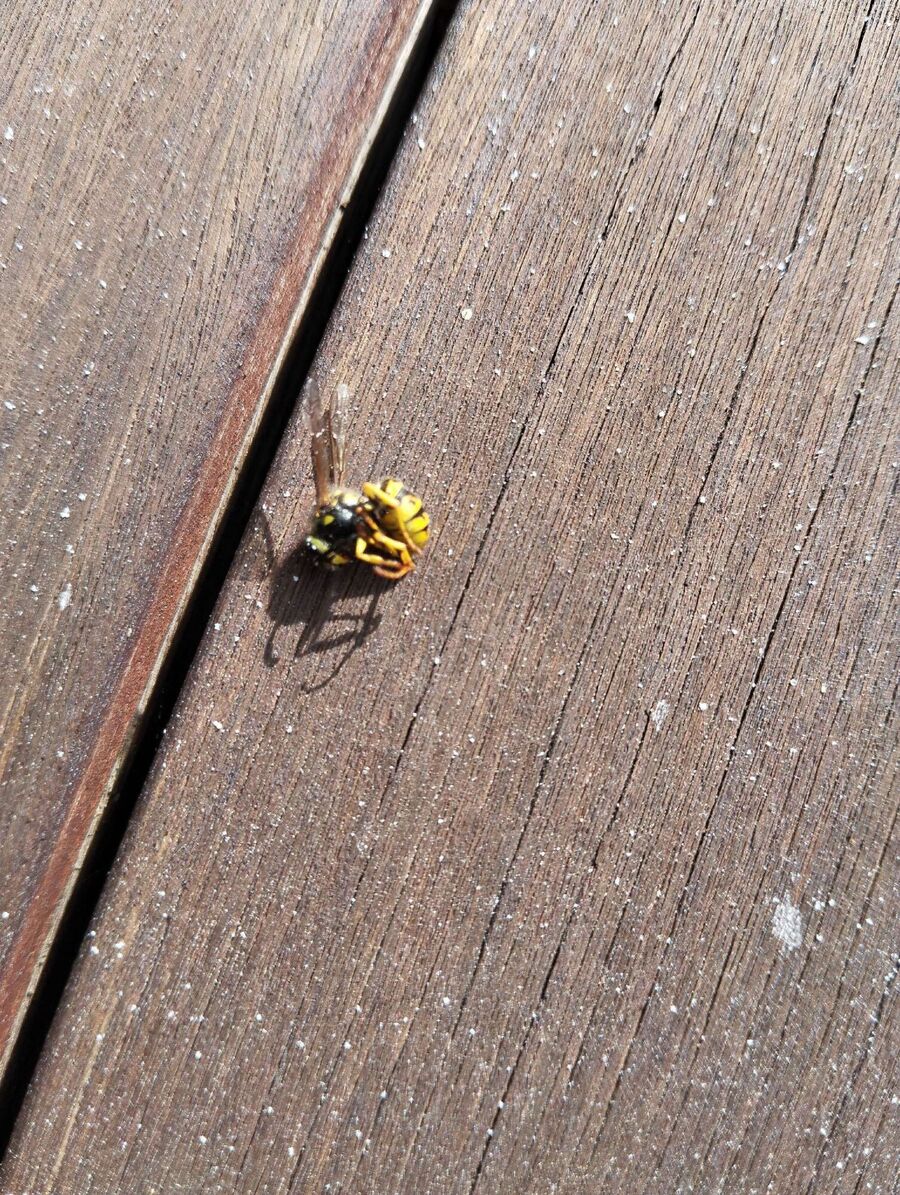 exterminateur d insectes a-Henniez.jpg