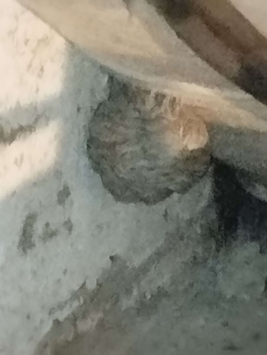 exterminateur d insectes a-Hermenches.jpg