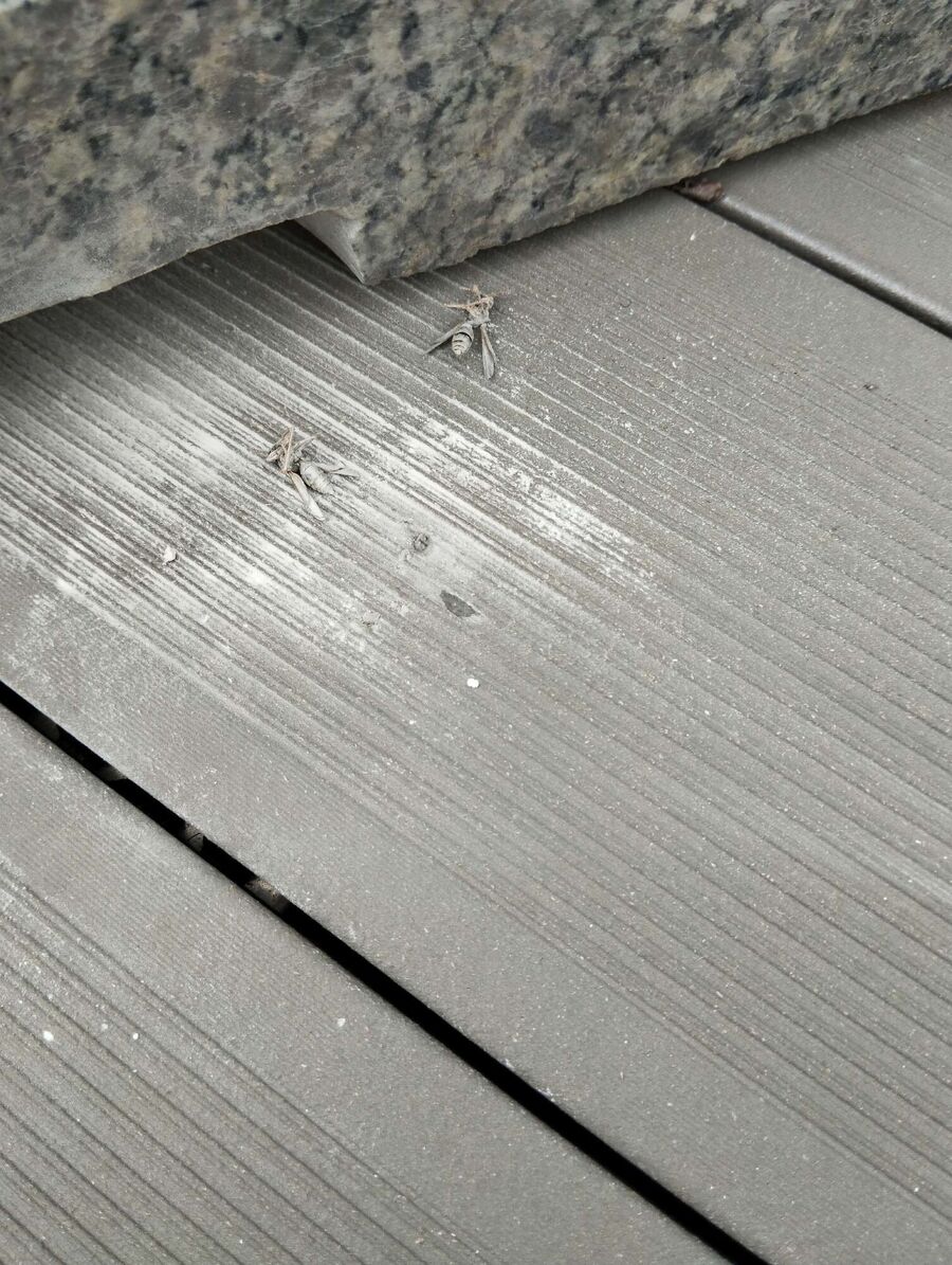 exterminateur d insectes a-Jongny.jpg