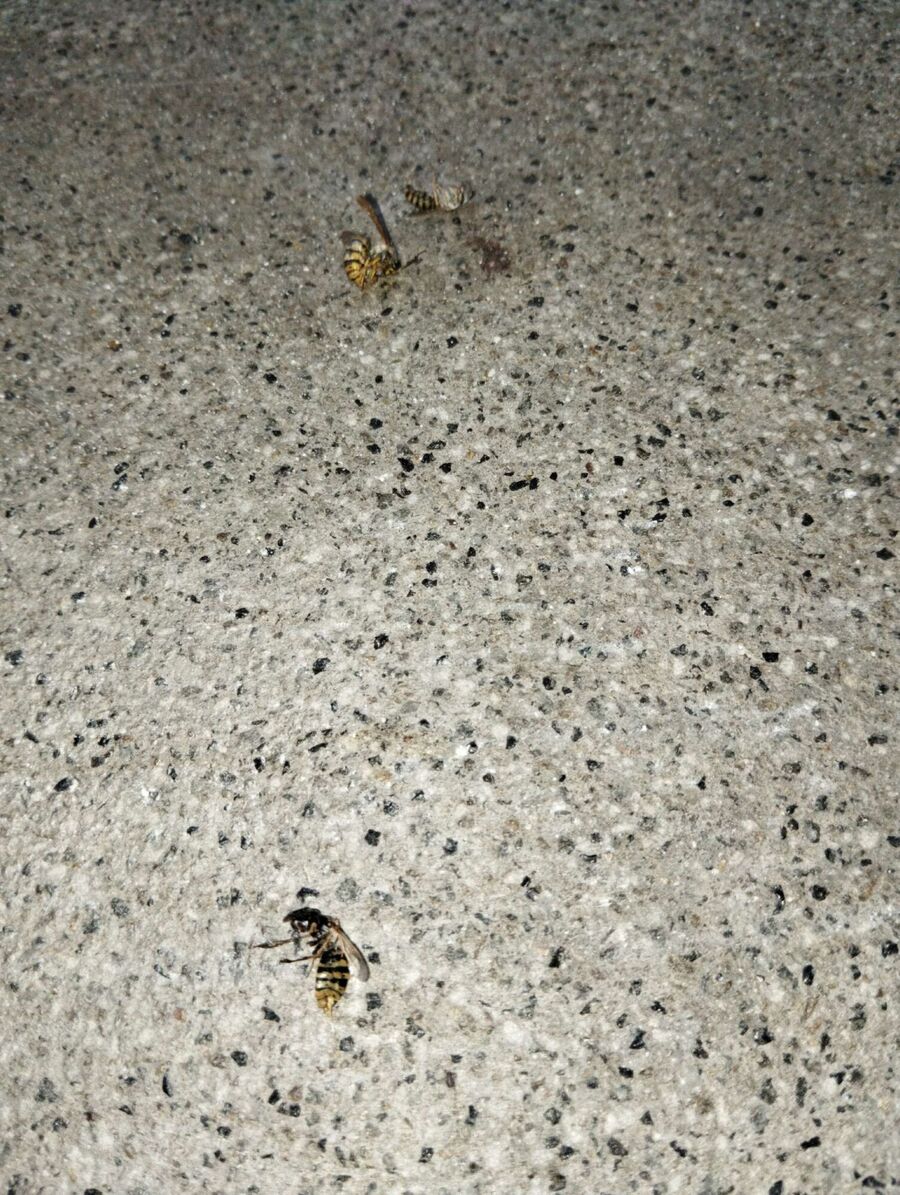 exterminateur d insectes a-Jorat-Menthue.jpg