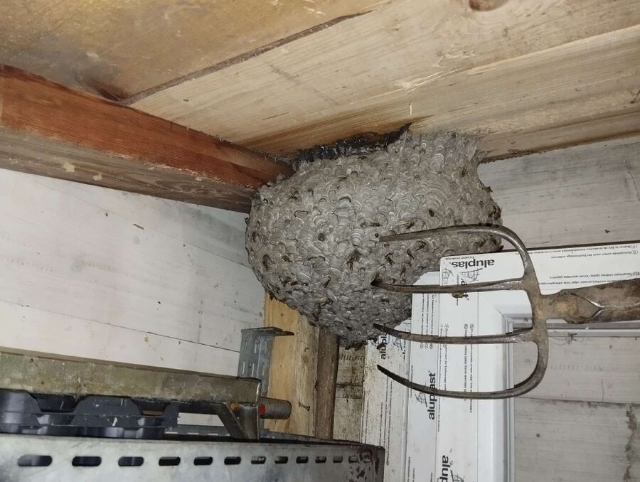 exterminateur d insectes a-Laconnex.jpg