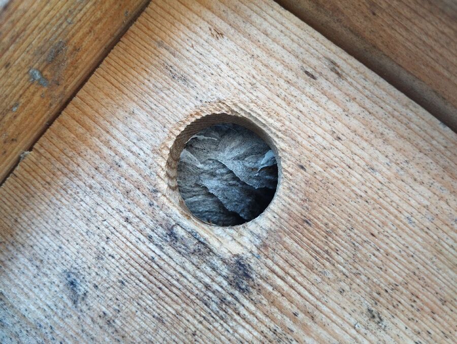 exterminateur d insectes a-Jouxtens-Mézery.jpg