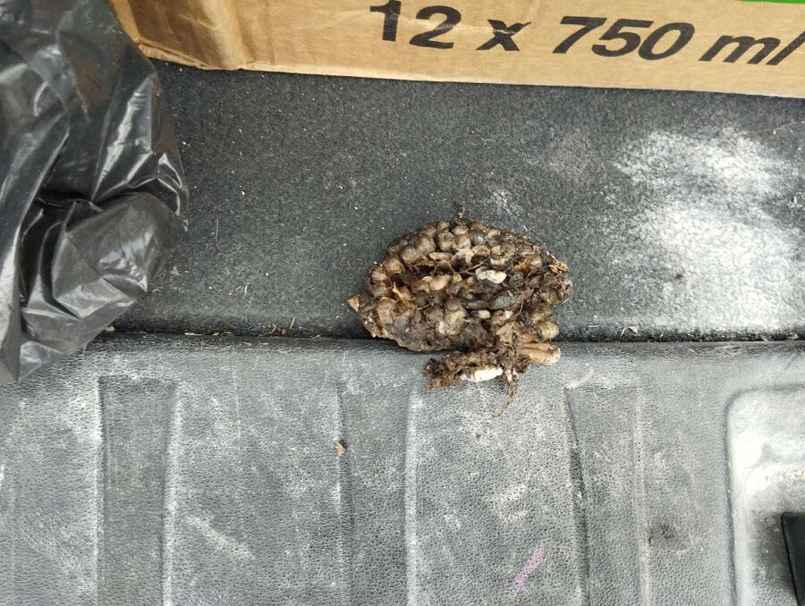 exterminateur d insectes a-Juriens.jpg