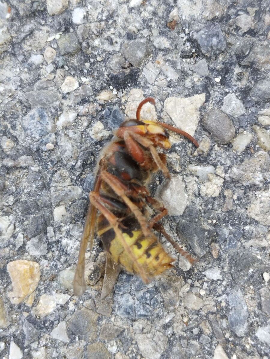 exterminateur d insectes a-La Praz.jpg