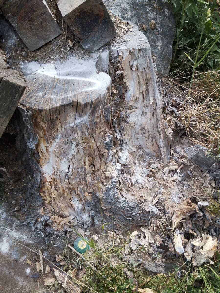 exterminateur d insectes a-La Rippe.jpg