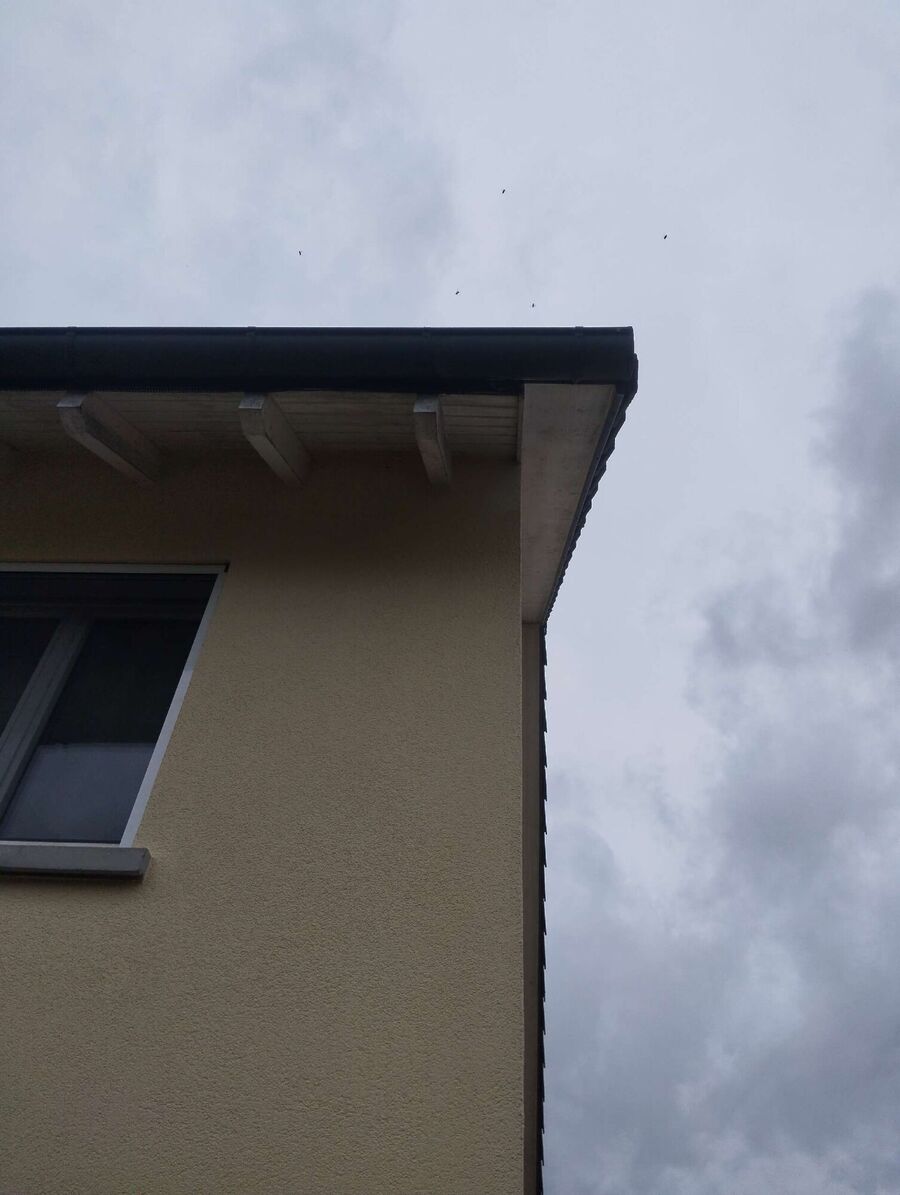 exterminateur d insectes a-La Tour-de-Peilz.jpg