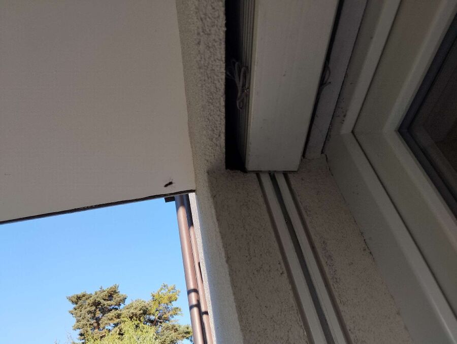 exterminateur d insectes a-Lancy.jpg