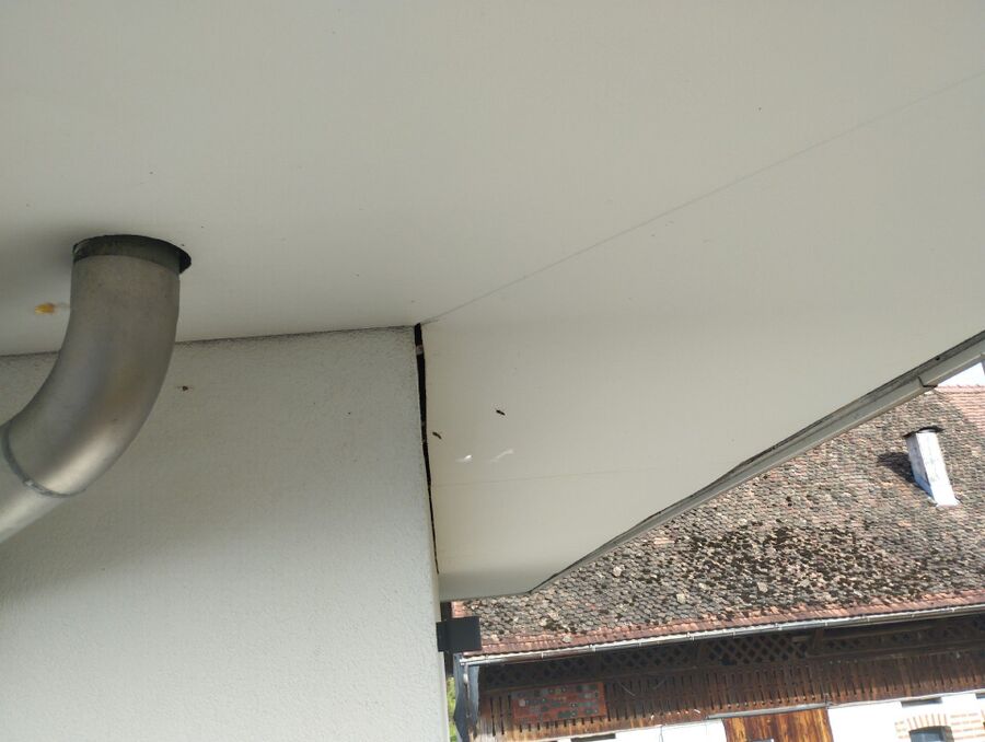 exterminateur d insectes a- (534).jpeg