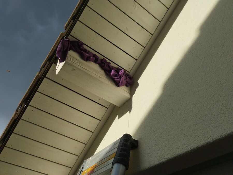 exterminateur d insectes a-Le Vaud.jpg