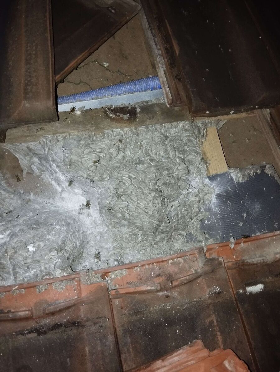 exterminateur d insectes a-Les Clées.jpg