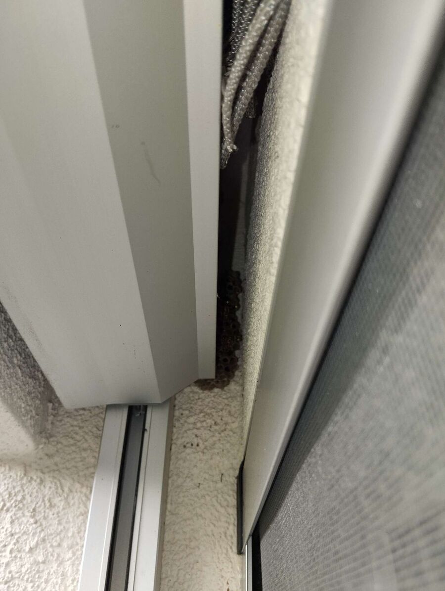 exterminateur d insectes a-Leysin.jpg