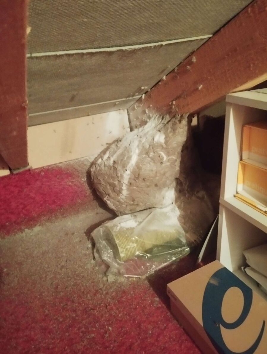 exterminateur d insectes a-Longirod.jpg