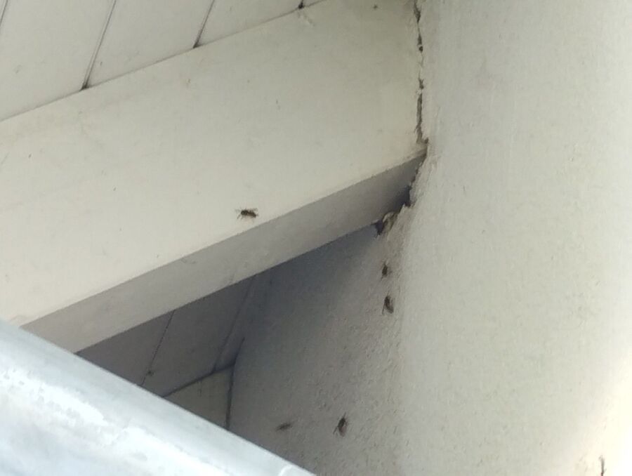 exterminateur d insectes a-Luins.jpg