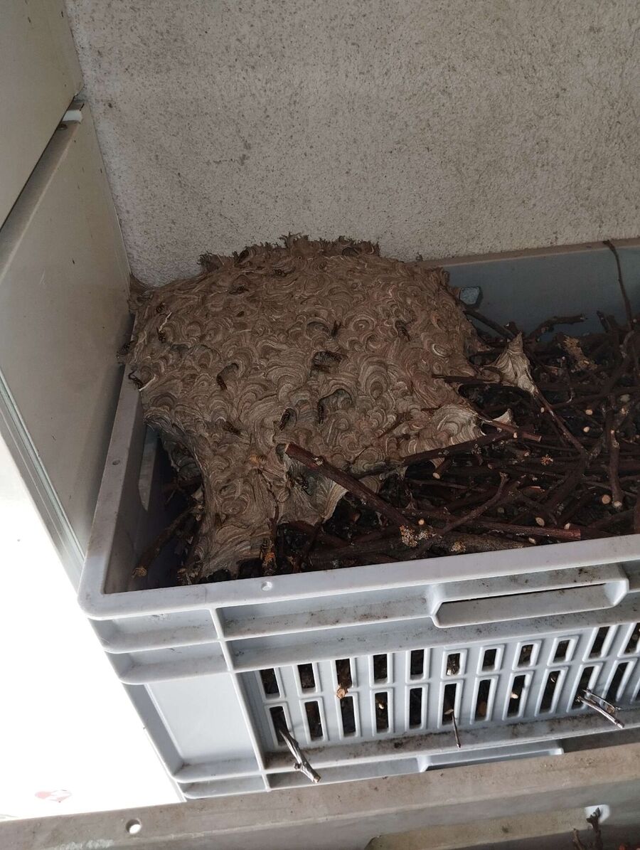 exterminateur d insectes a-Lutry.jpg