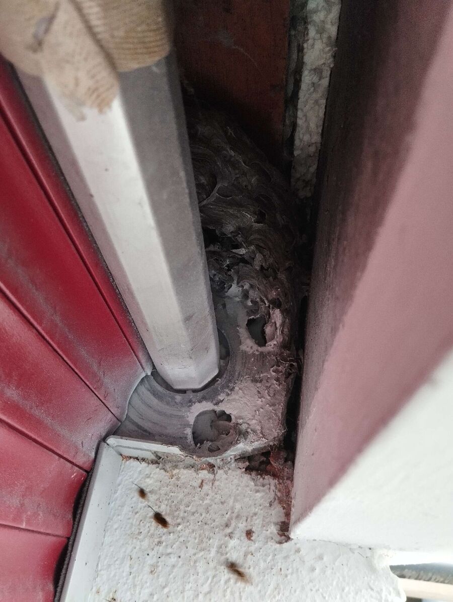 exterminateur d insectes a-Marchissy.jpg