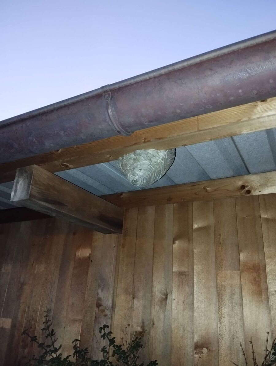 exterminateur d insectes a-Mauborget.jpg