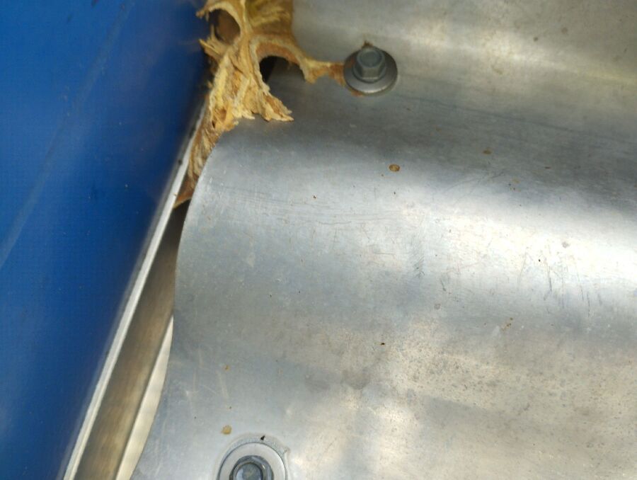 exterminateur d insectes a-Mex (VD).jpg