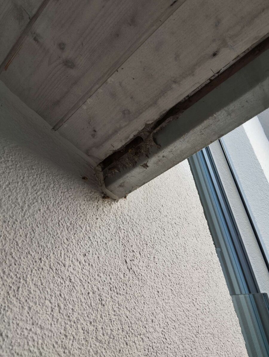 exterminateur d insectes a-Montanaire.jpg