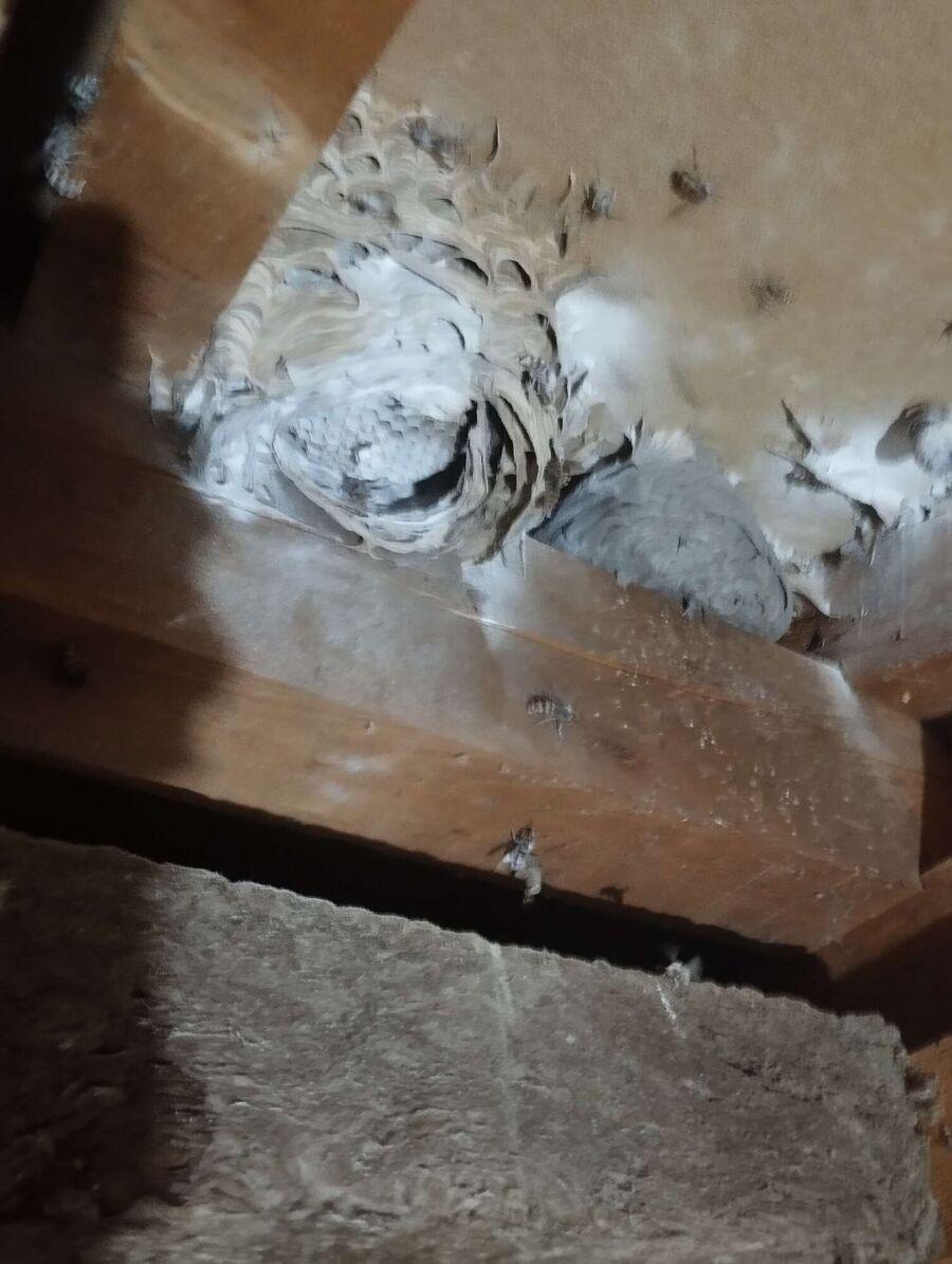 exterminateur d insectes a-Montcherand.jpg