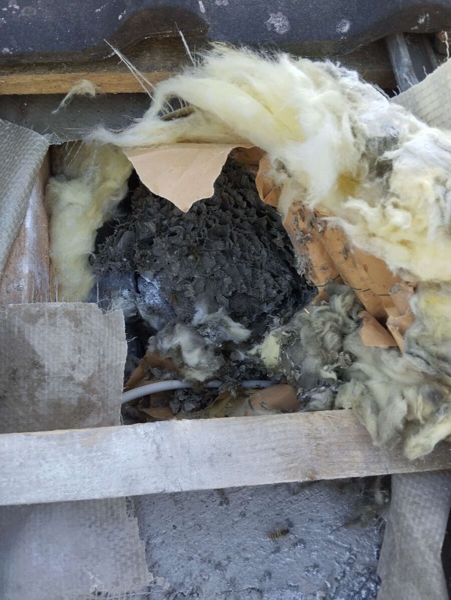 exterminateur d insectes a-Montilliez.jpg