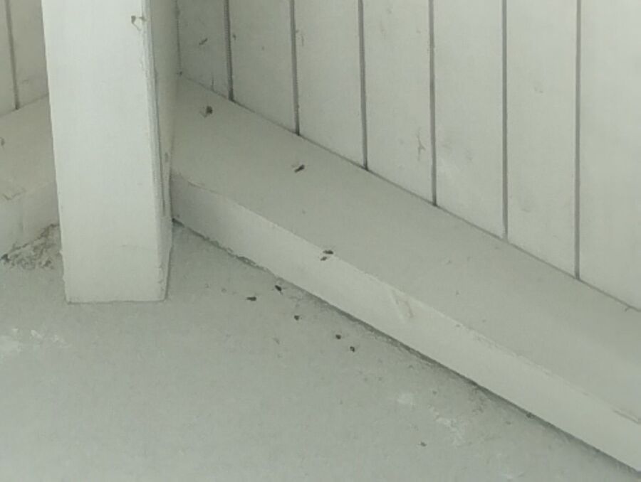 exterminateur d insectes a-Montreux.jpg