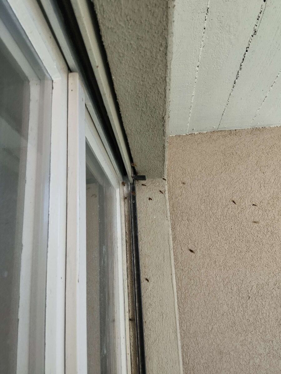 exterminateur d insectes a-Morges.jpg