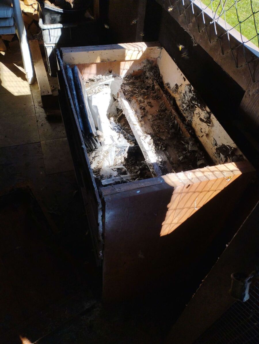 exterminateur d insectes a-Moudon.jpg