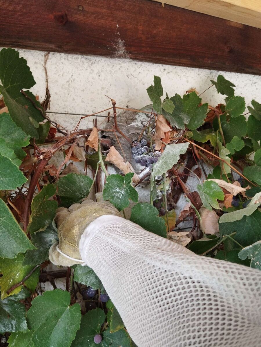 exterminateur d insectes a-Perly-Certoux.jpg