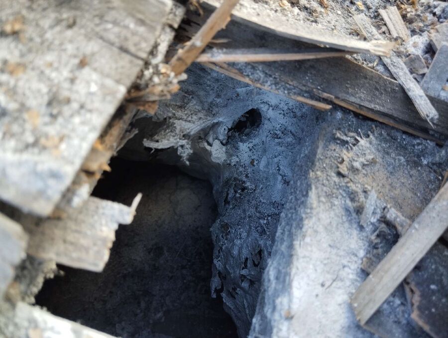 exterminateur d insectes a-Nyon.jpg