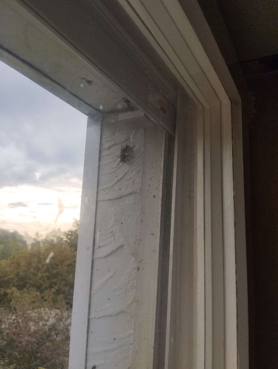 exterminateur d insectes a-Onnens (VD).jpg