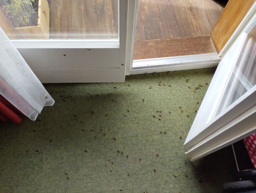 exterminateur d insectes a-Oppens.jpg