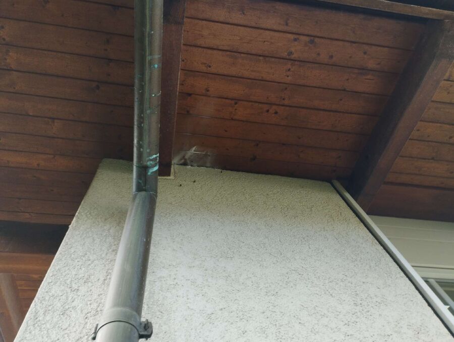 exterminateur d insectes a-Ormont-Dessous.jpg