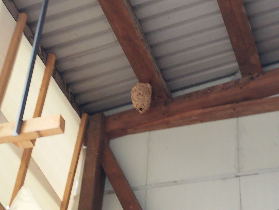 exterminateur d insectes a-Ormont-Dessus.jpg