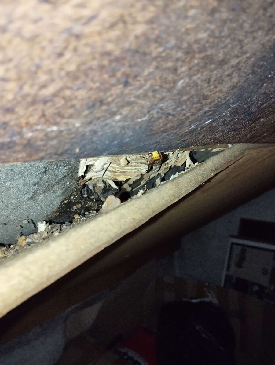 exterminateur d insectes a-Orny.jpg