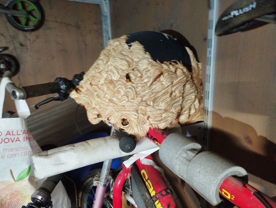 exterminateur d insectes a-Orzens.jpg